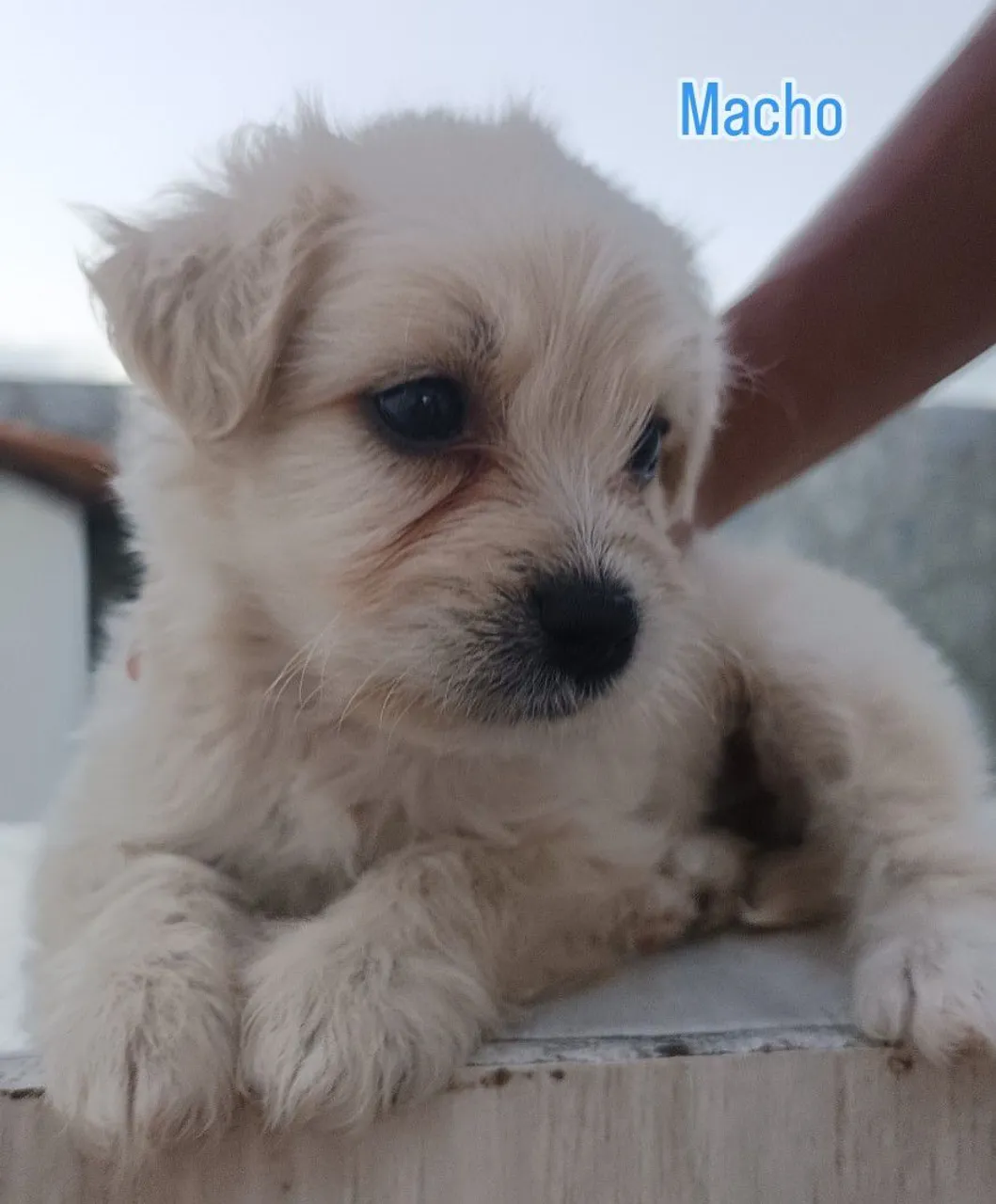 Vendo filhotes de poodles