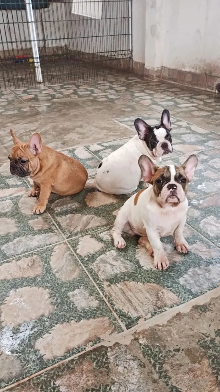 Filhote de Bulldog Francês - Foto 2