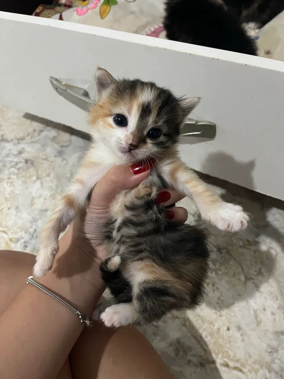 Doação responsável - gatinha  - Foto 3