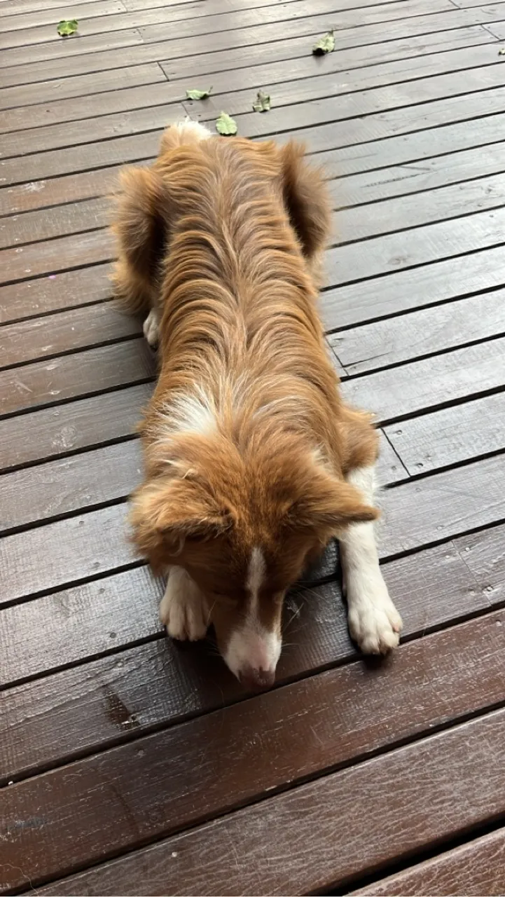 Filhote de Border Collie