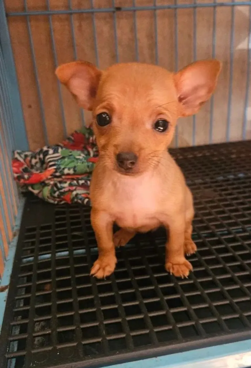 Dog Pinscher