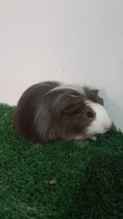 Porquinho da india de raça  - Foto 2