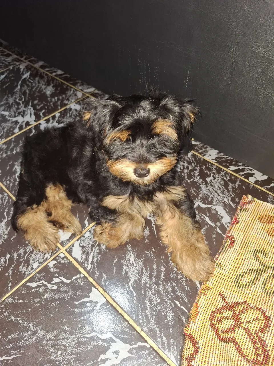 Yorkshire Terrier - Filhote