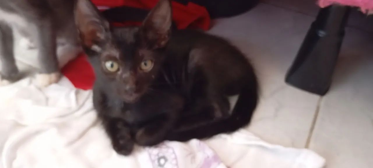 Adoção de Gatos - Foto 3