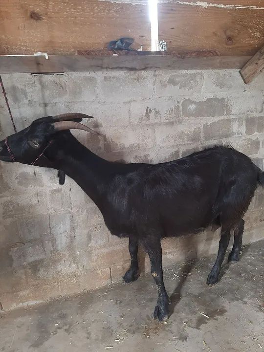 Cabra preta Adulta - Foto 2