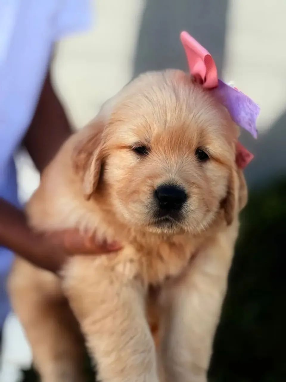 Golden Retriever cheia de energia e carinho pra dar 