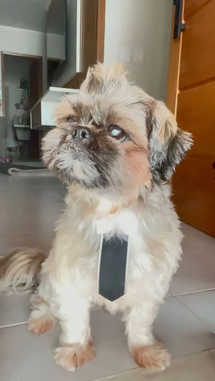 Shih Tzu Com procedência