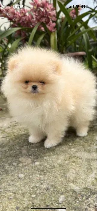 Spitz Alemão Bolinhas de Energia e Amor! - Foto 3