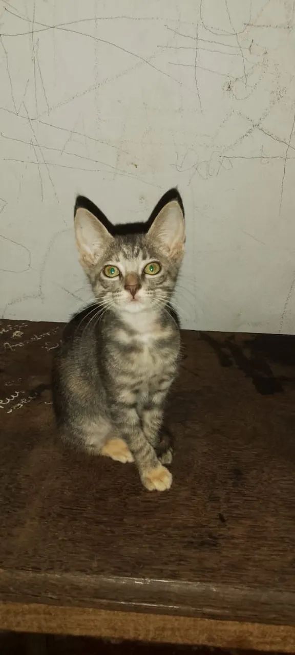 Adoção responsável  - Foto 2