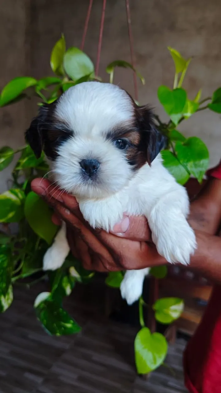 Filhote Shih Tzu disponível
