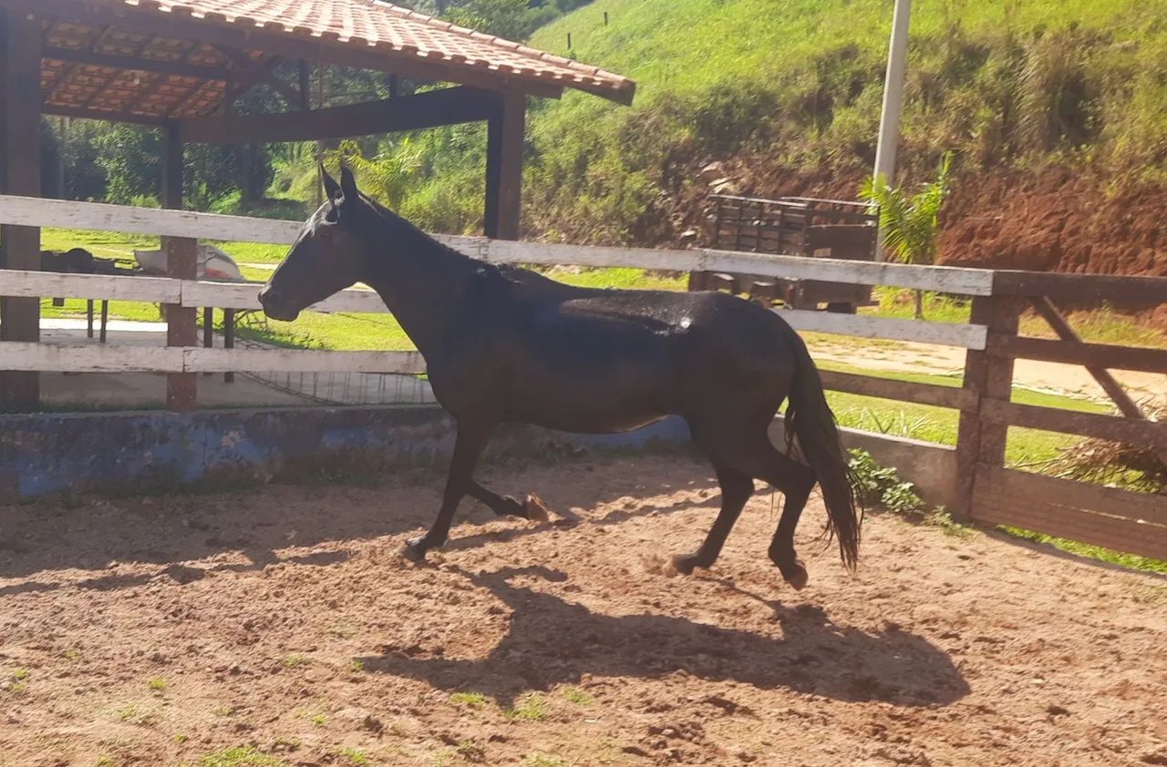 Egua preta linda, marcha de centro e picada 30 Parcelas de RS 333,33 no boleto