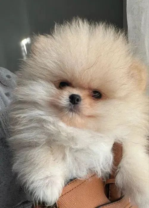 Spitz Alemão Bolinhas de Energia e Amor! - Foto 4