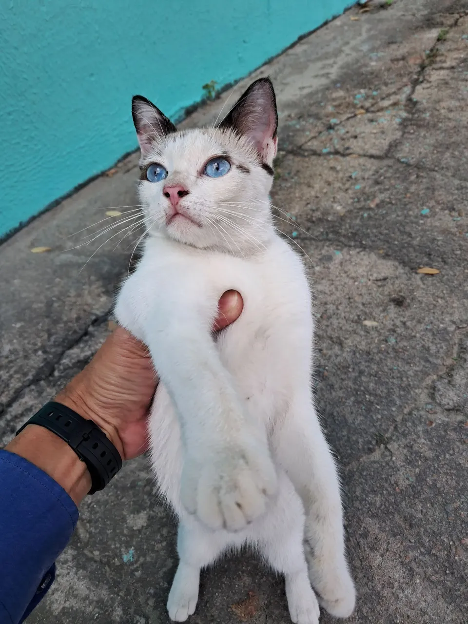 Gatinha Fêmea Castrada (Adoção)