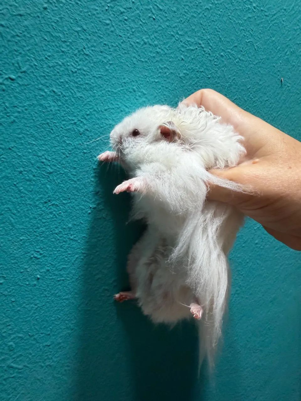 Filhotes de hamster angora  - Foto 2