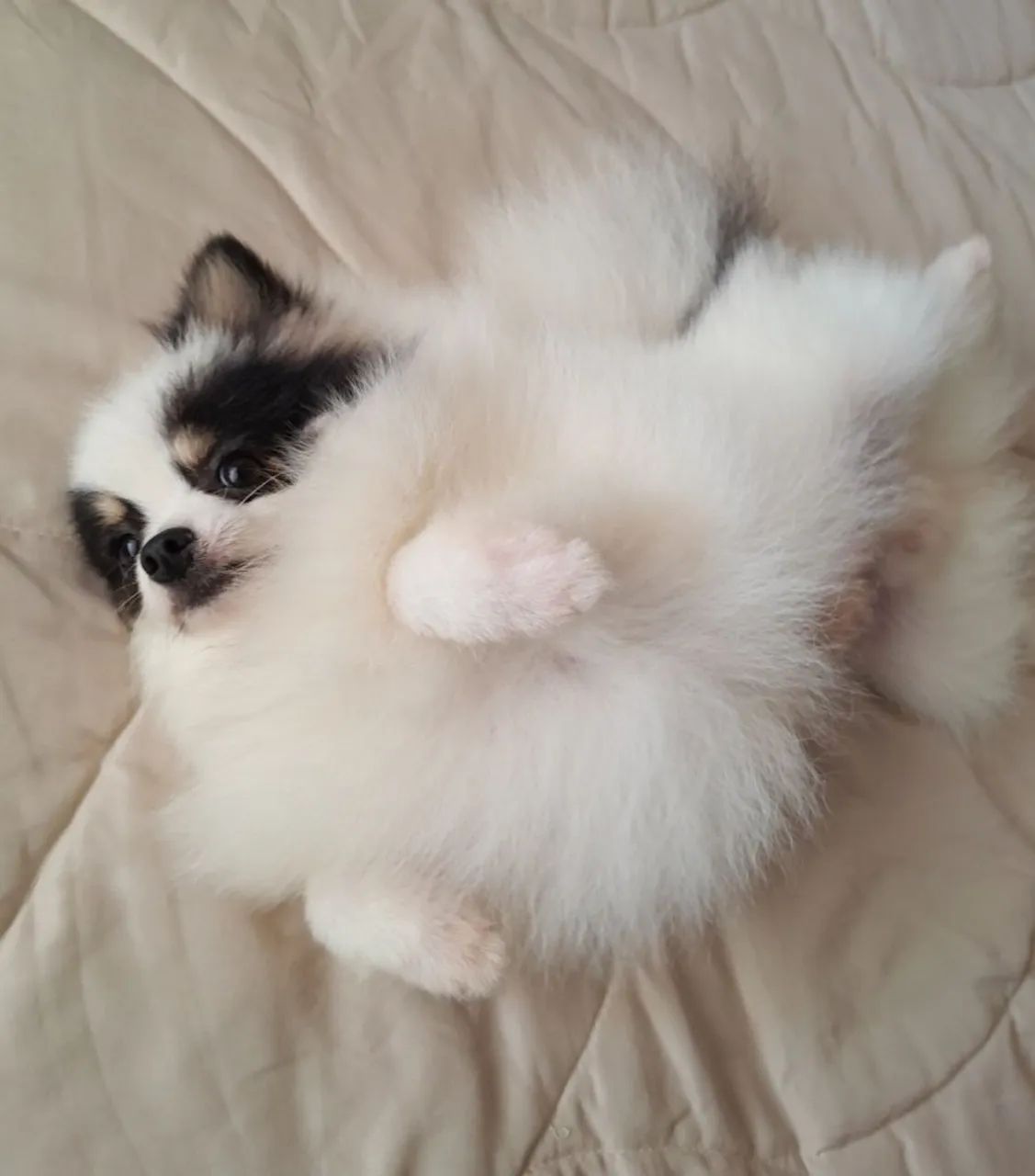 LULU DA POMERANIA ( SPTIZ ALEMAO ANÃO) - Foto 5