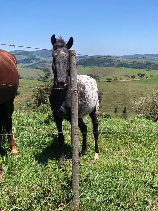 Potra appaloosa - Foto 5