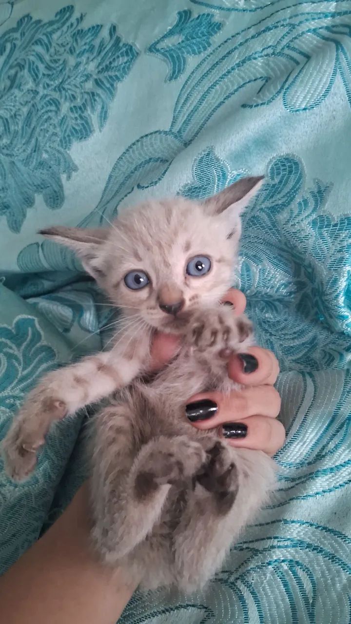 gatinhos filhotes para adoção - Foto 3