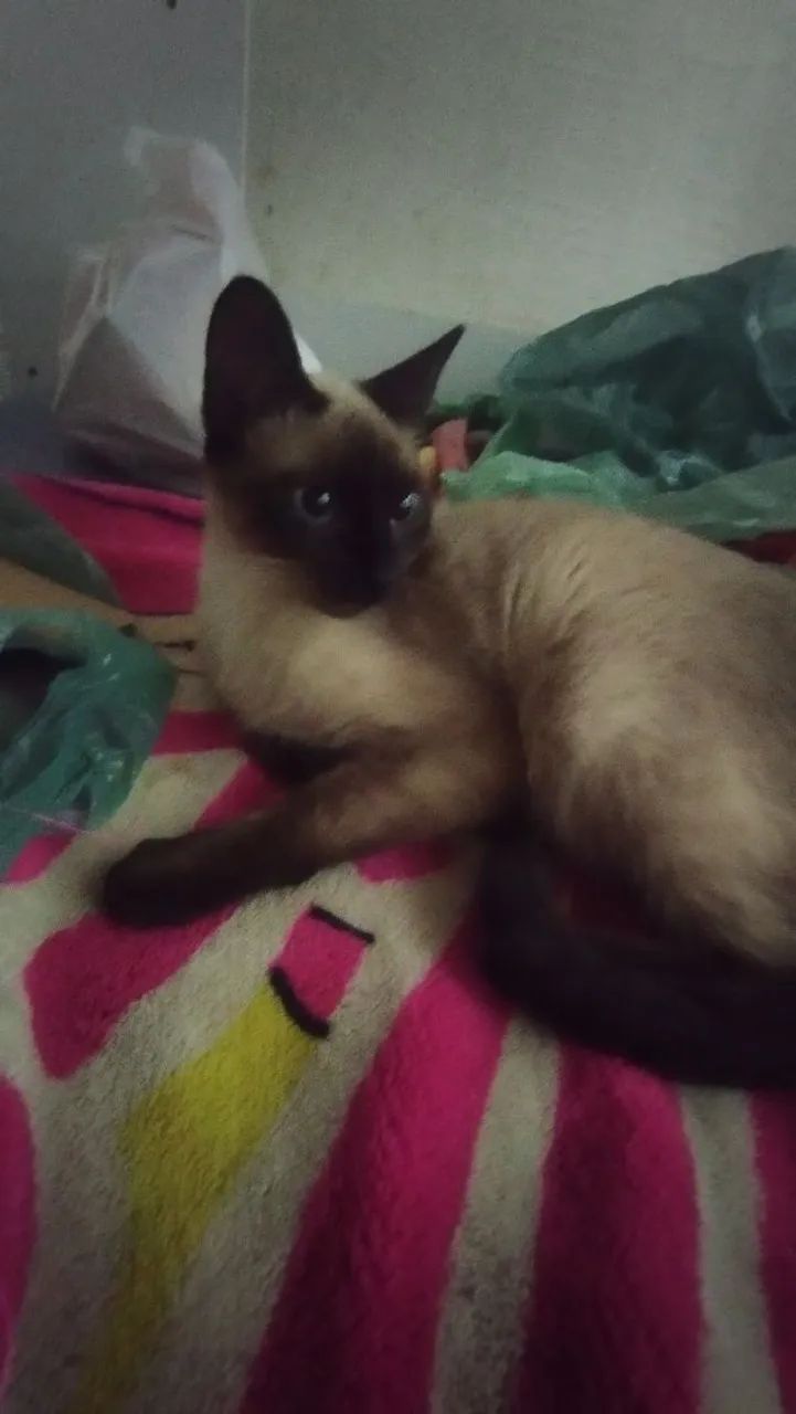 Gatos para doação  - Foto 5