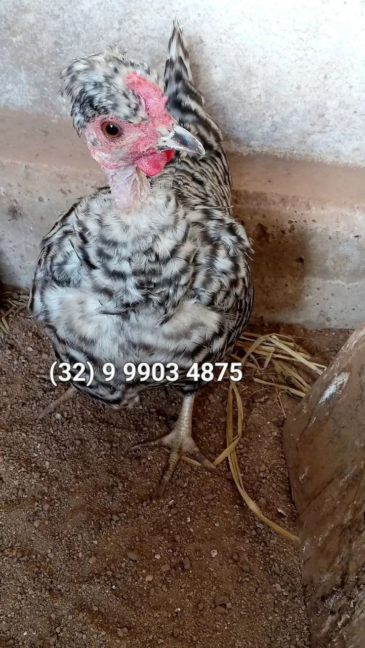 Linda mini galinha garnizé polaco carijó em postura - Foto 3