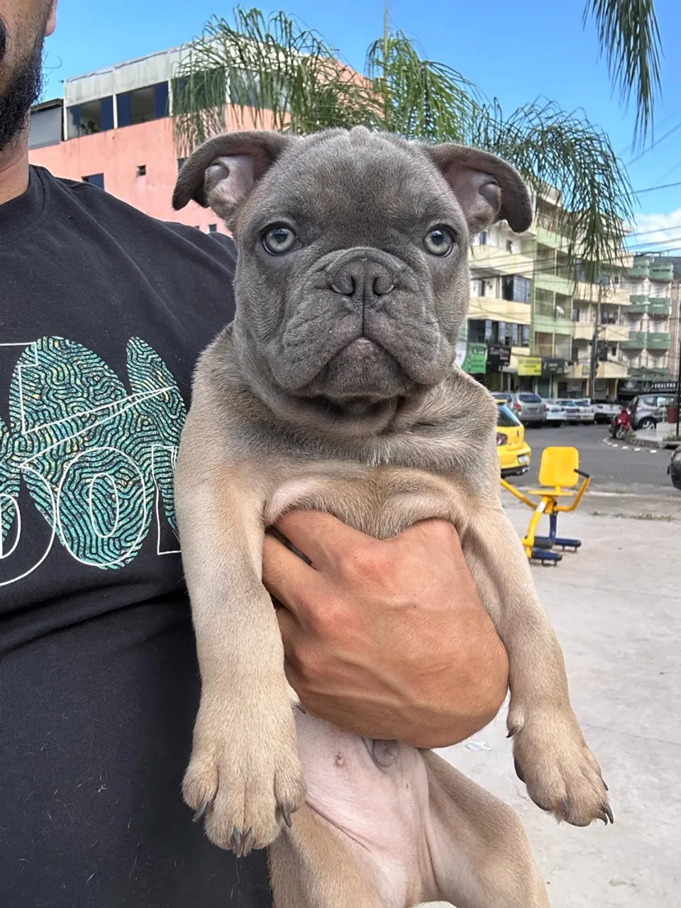 Filhote de Bulldog Francês Cinza - Fofo e Charmoso!