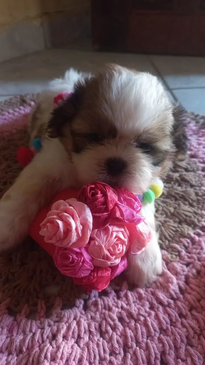 Filhotes de Minie Shih Tzu lindo - Foto 3