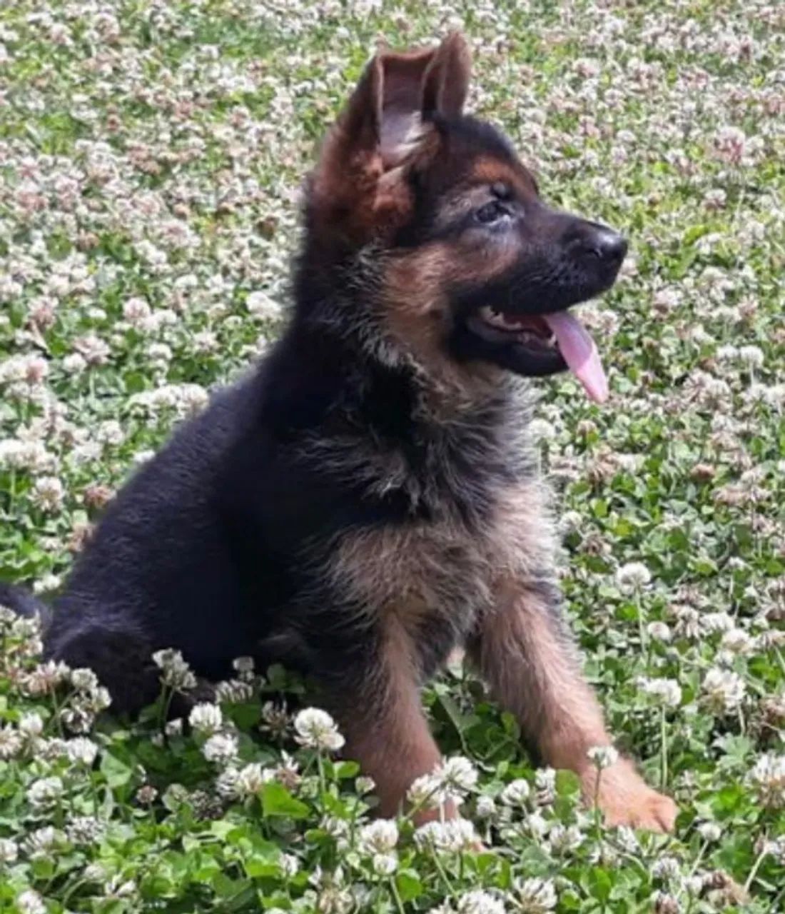 Pastor Alemão Padrão gigante, pelo longo e curto, what's para informações