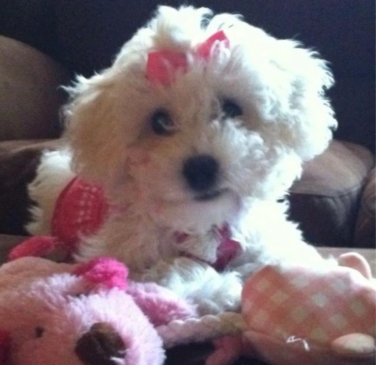 Poodle O Gentil e Genial