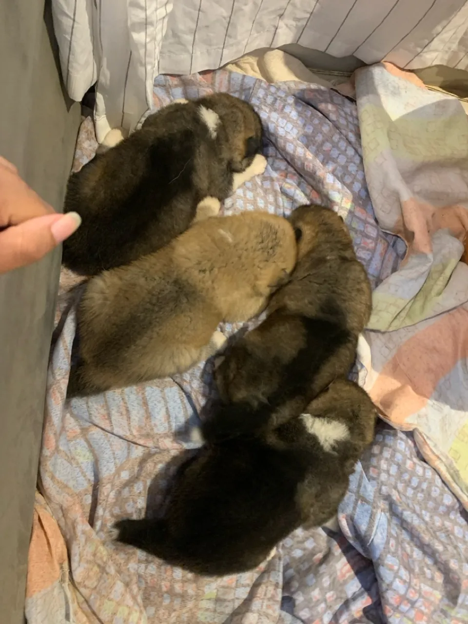 Filhotes de Akita Inu disponíveis para Venda