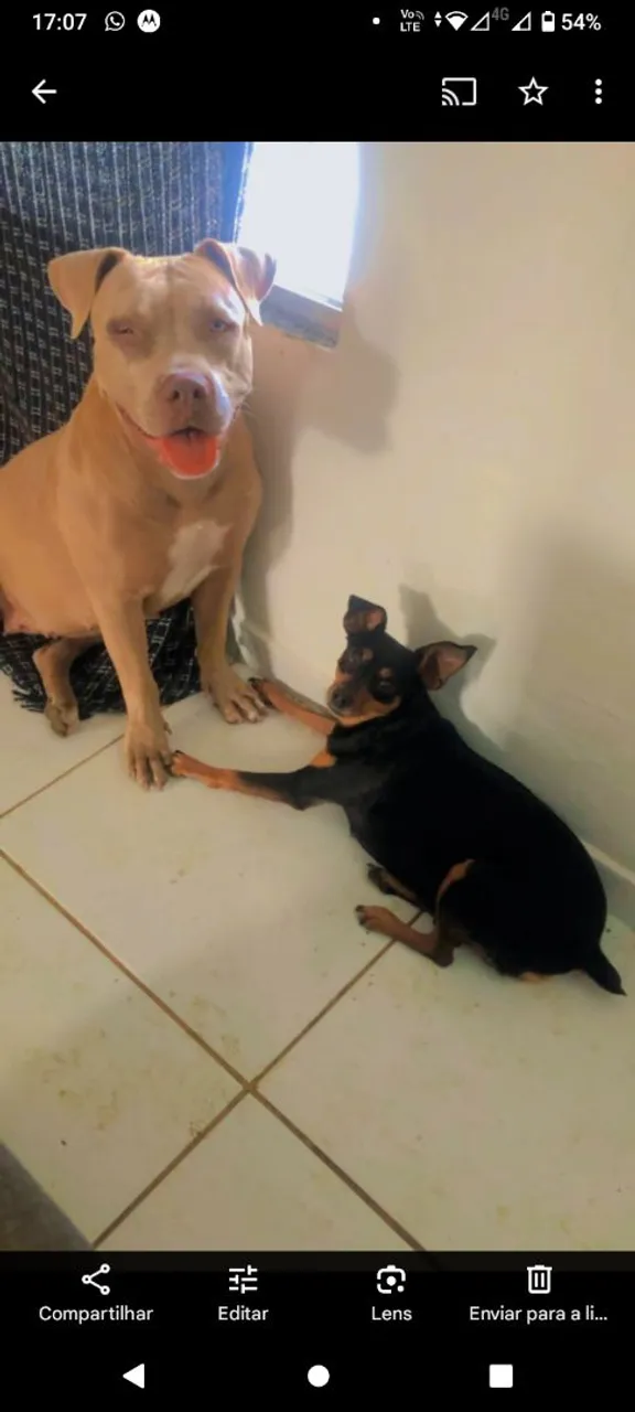 Pinscher número 2