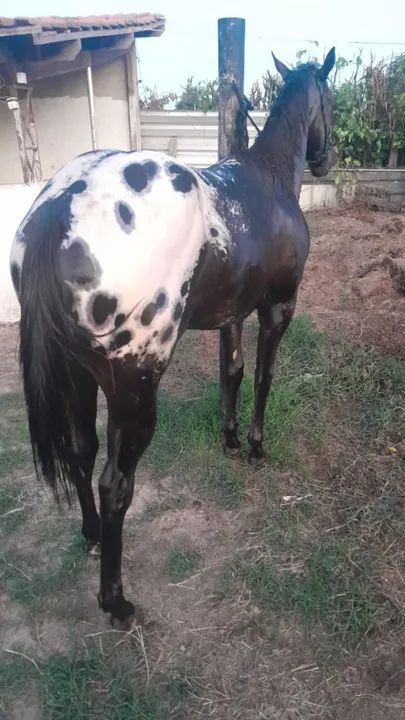 Apaloosa - Foto 3