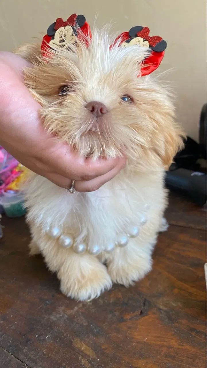 Shih Tzu Fêmea exótica (OPORTUNIDADE) - Foto 2