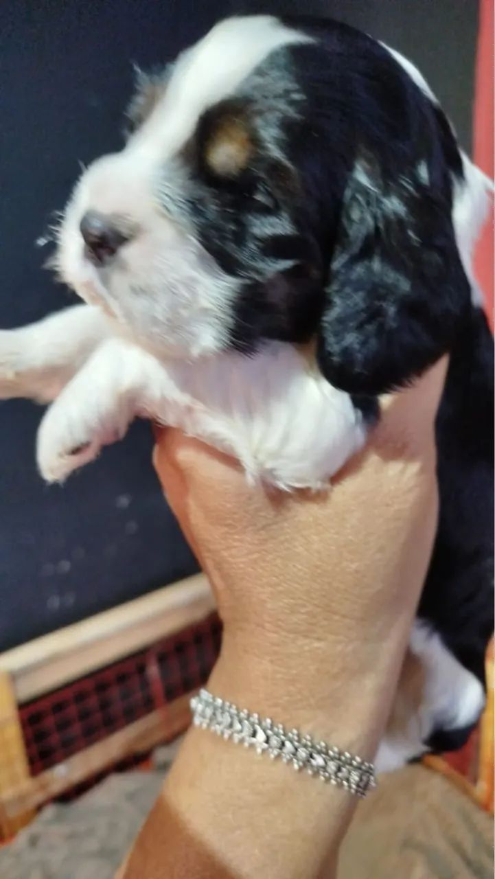 Filhotes Cocker Spaniel ingles, machinhos e fêmeas  - Foto 6