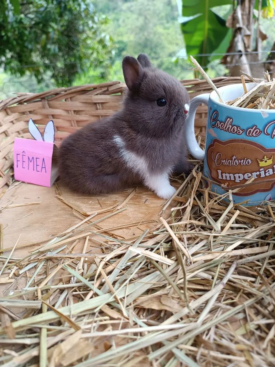 Coelho PET - Criatório Legalizado (Coelho Anão) - Foto 2