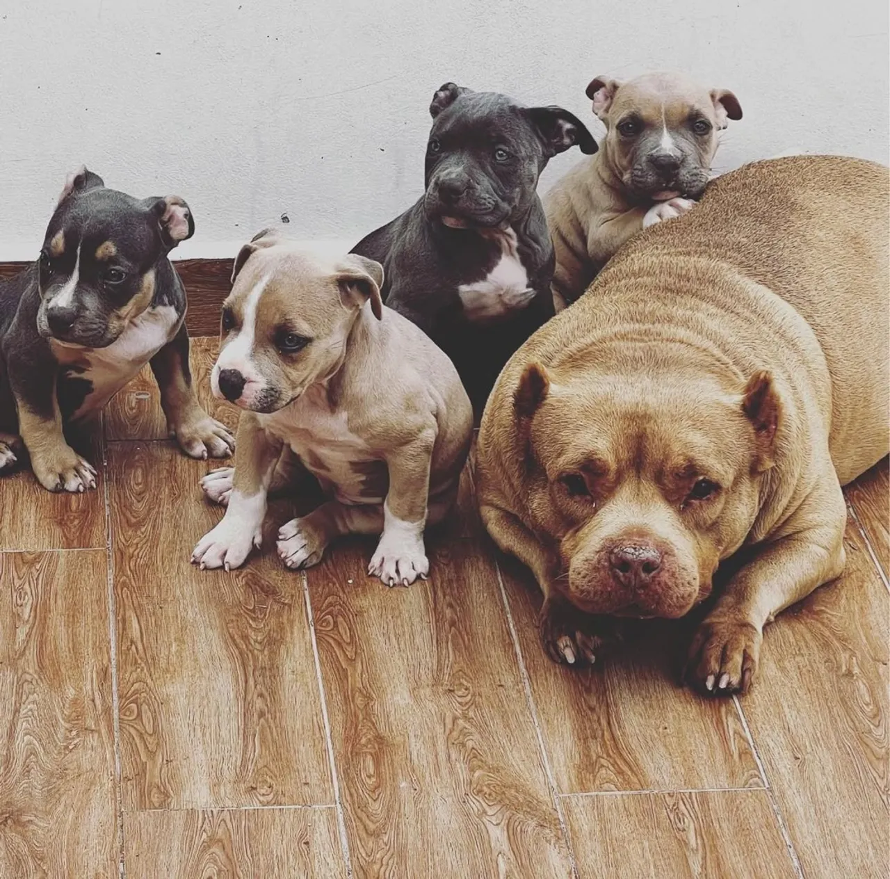 Filhotes de Pitbull para adoção - Lindos e saudáveis!