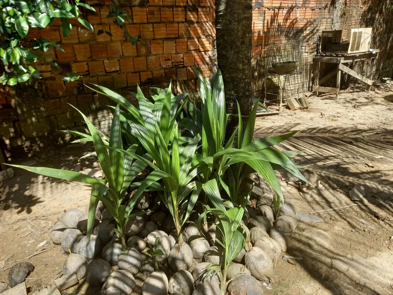 Mudinhas de Coqueiro em Coconuts