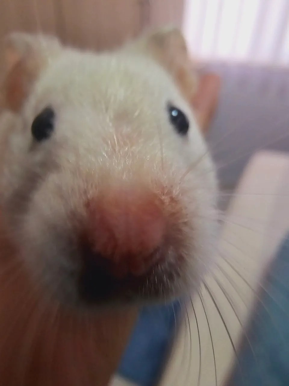 Hamster Branco
