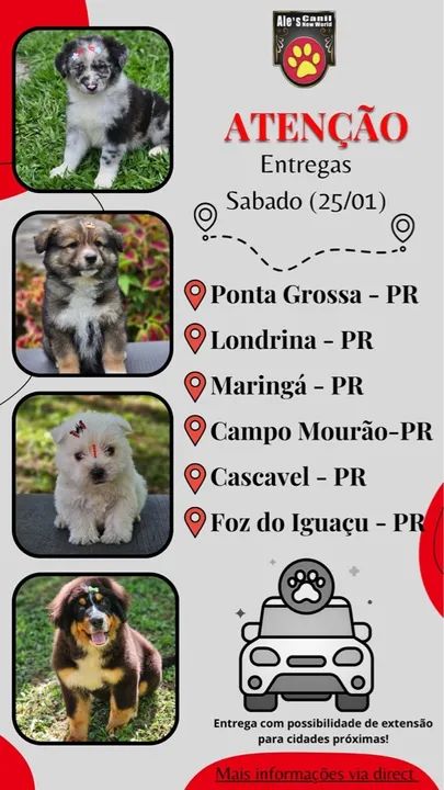 West Highland White Terrier - Foto 2