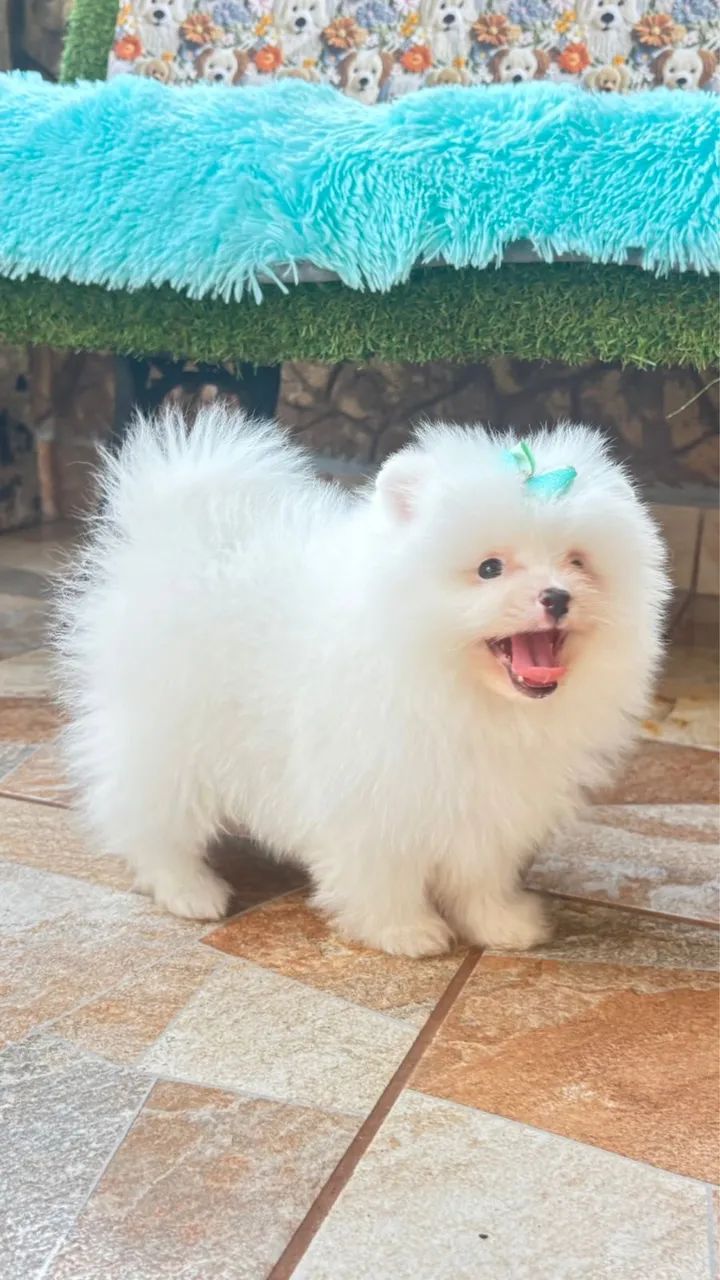 Lindos Lulu da Pomerania anão - Foto 2