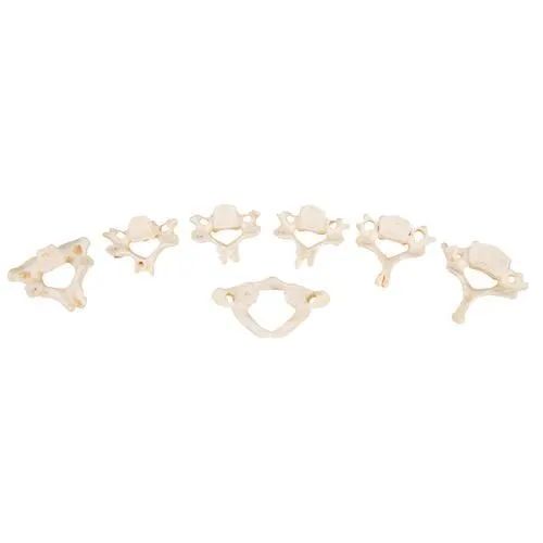 Kit com 24 vértebras Boneliki - Foto 4