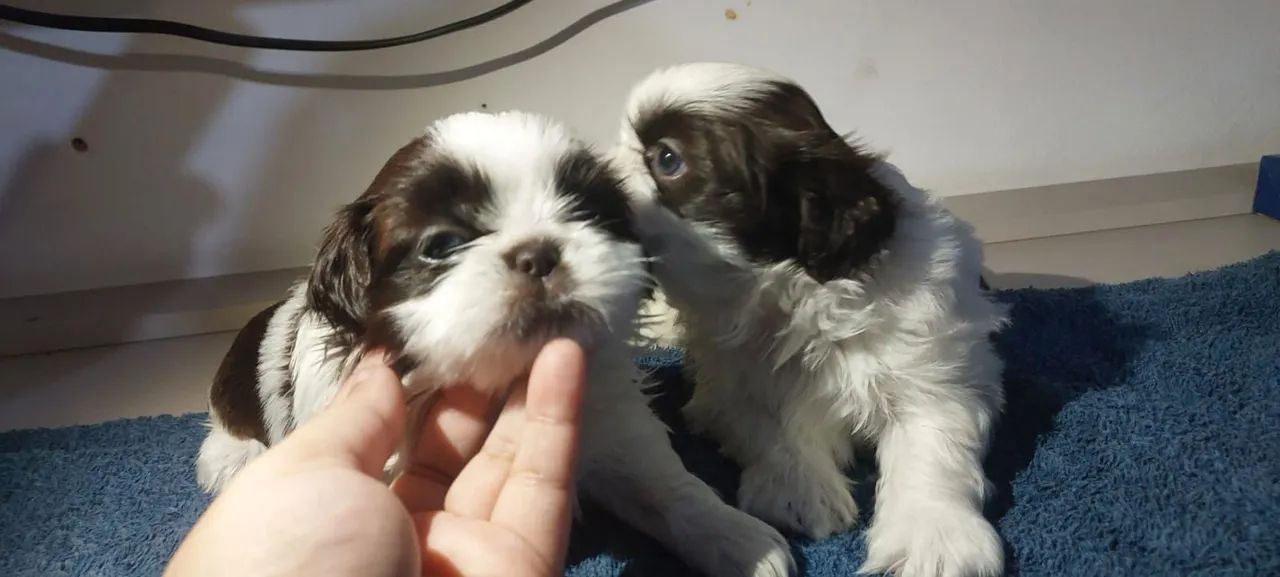 Shih Tzu filhote - Foto 3