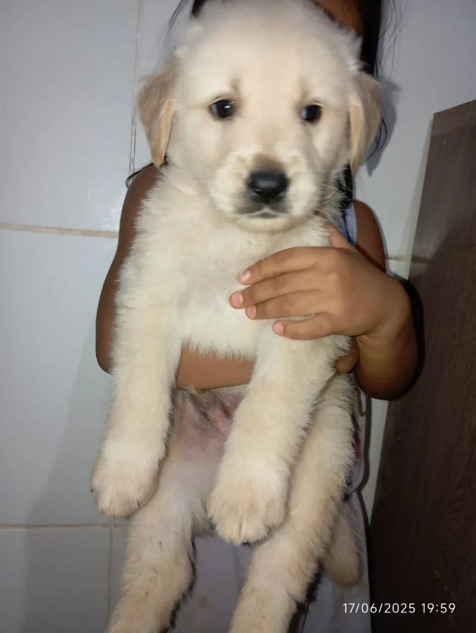 Filhote de Golden Retriever - Pelúcia!