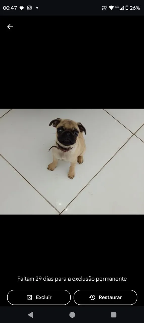 Filhote de Pug