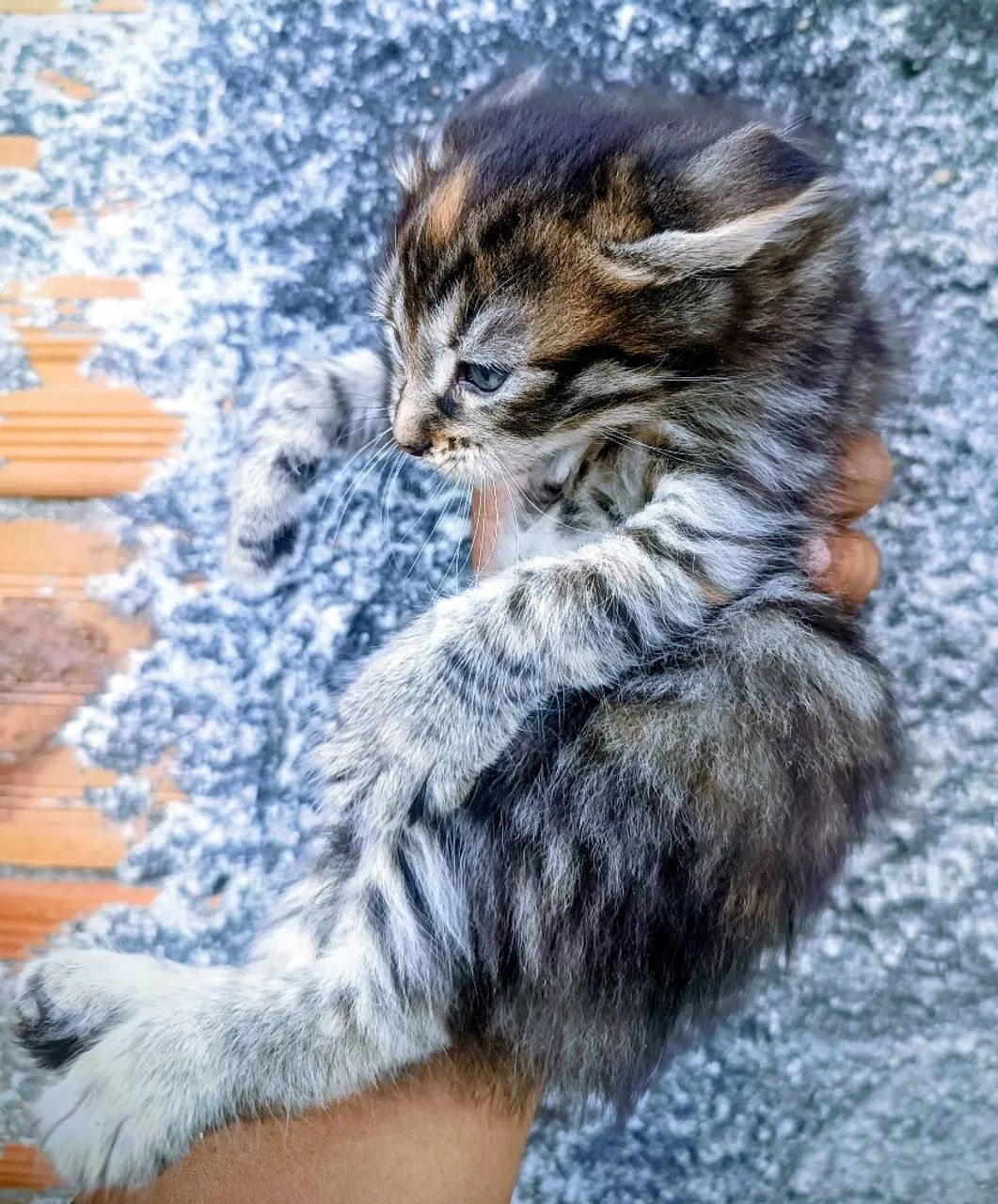 Lindos filhotes de Maine Coon  - Foto 6