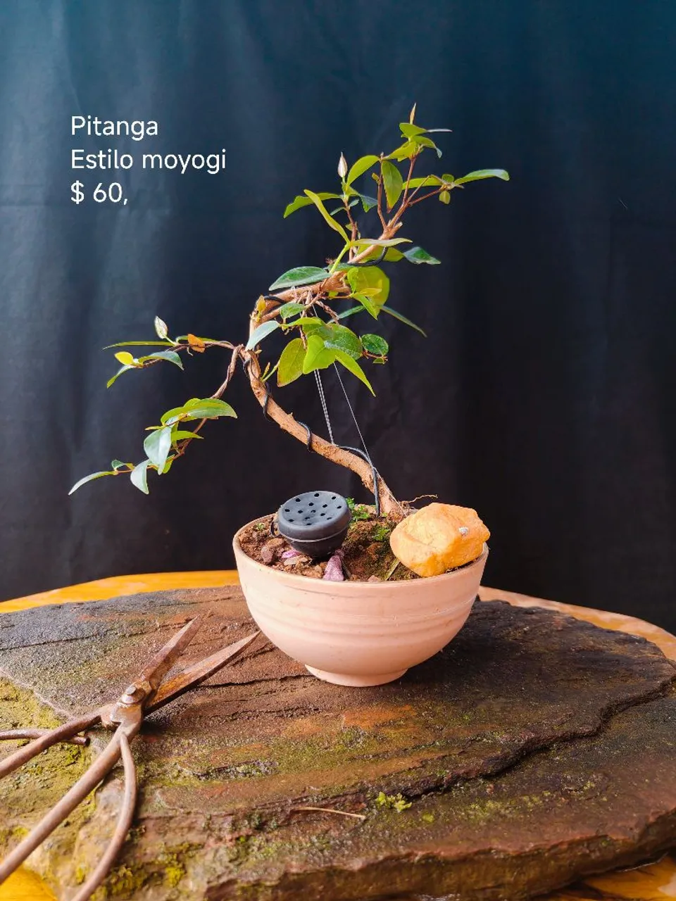 Bonsai juniperus horizontalis - Hobbies e coleções - Nossa Senhora