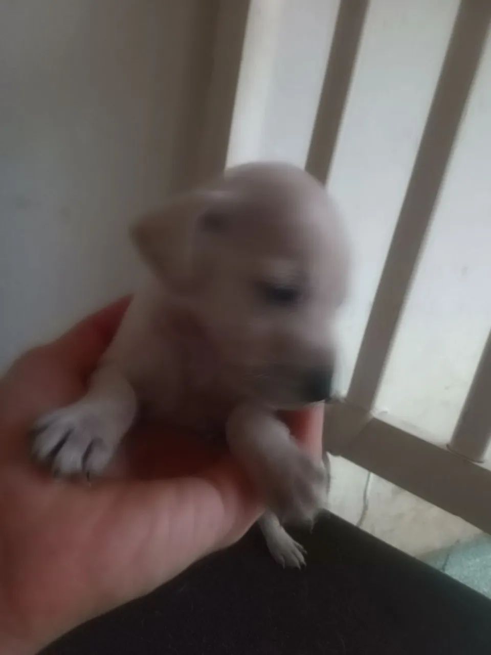 Doa se Filhotes  - Foto 3