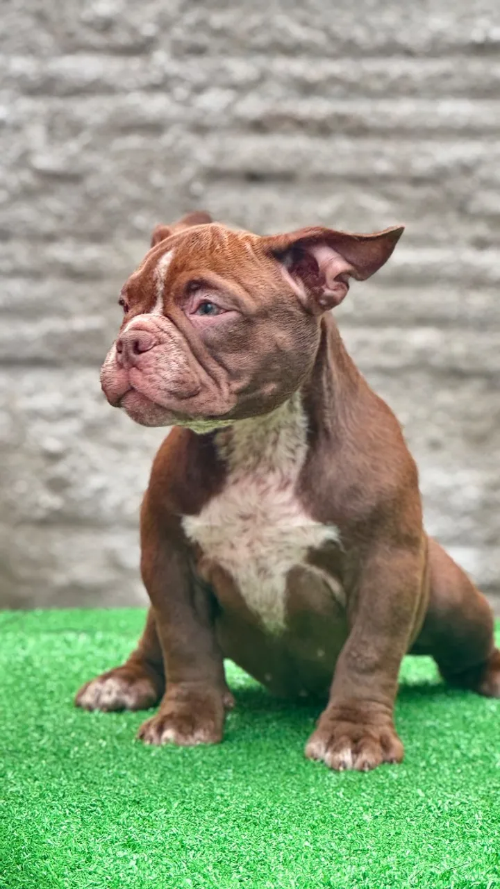 FEMEA FILHOTE AMERICAN BULLY MICRO