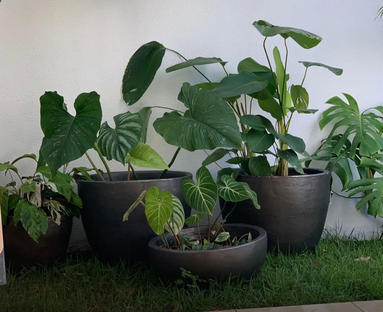 Vasos decorativos com plantas