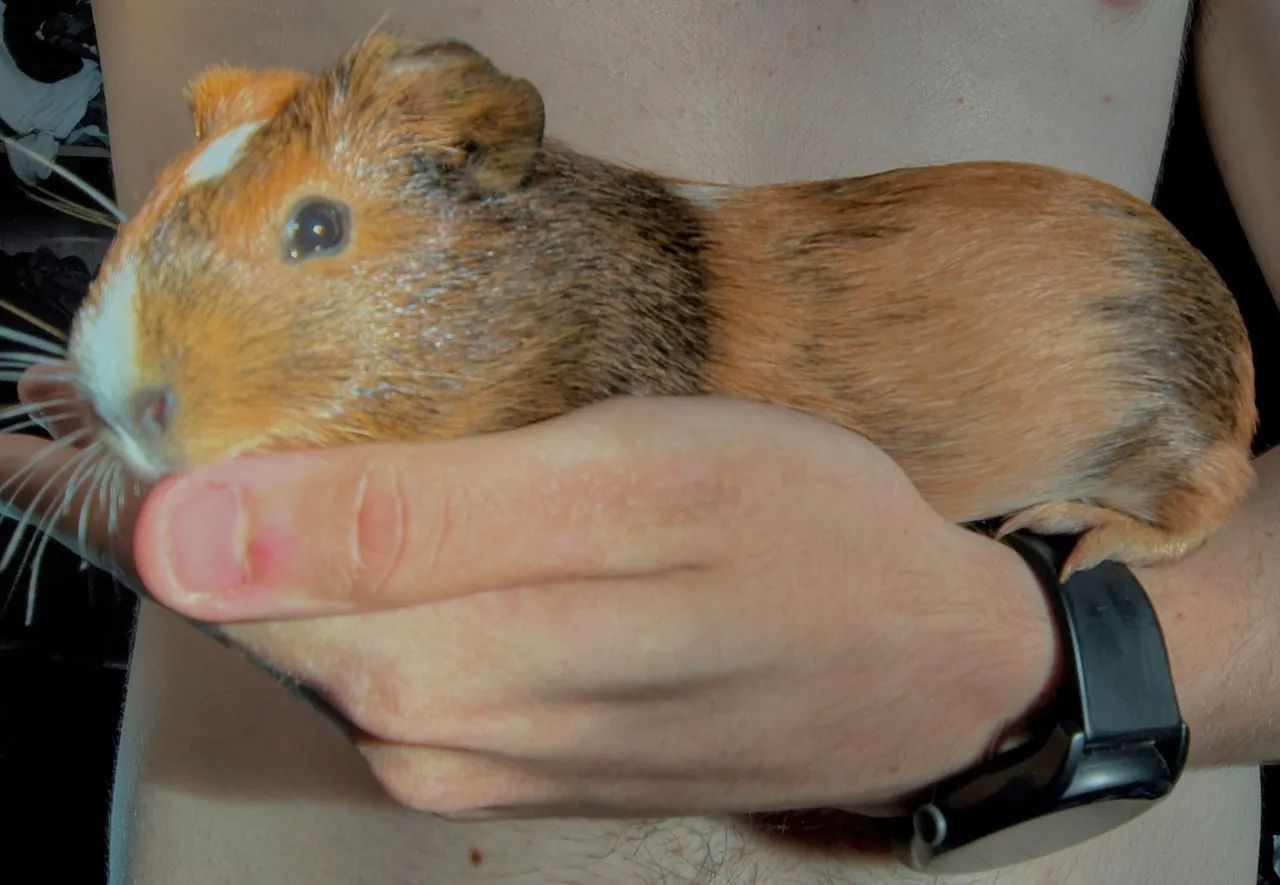 Porquinha da índia fêmea 4 meses (com toca e comedouro)