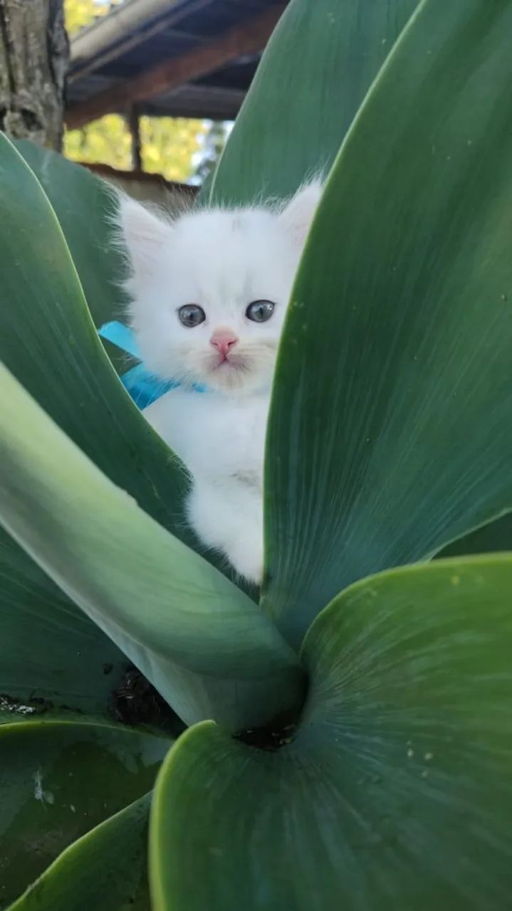 Angorás Fêmeas! - Foto 5