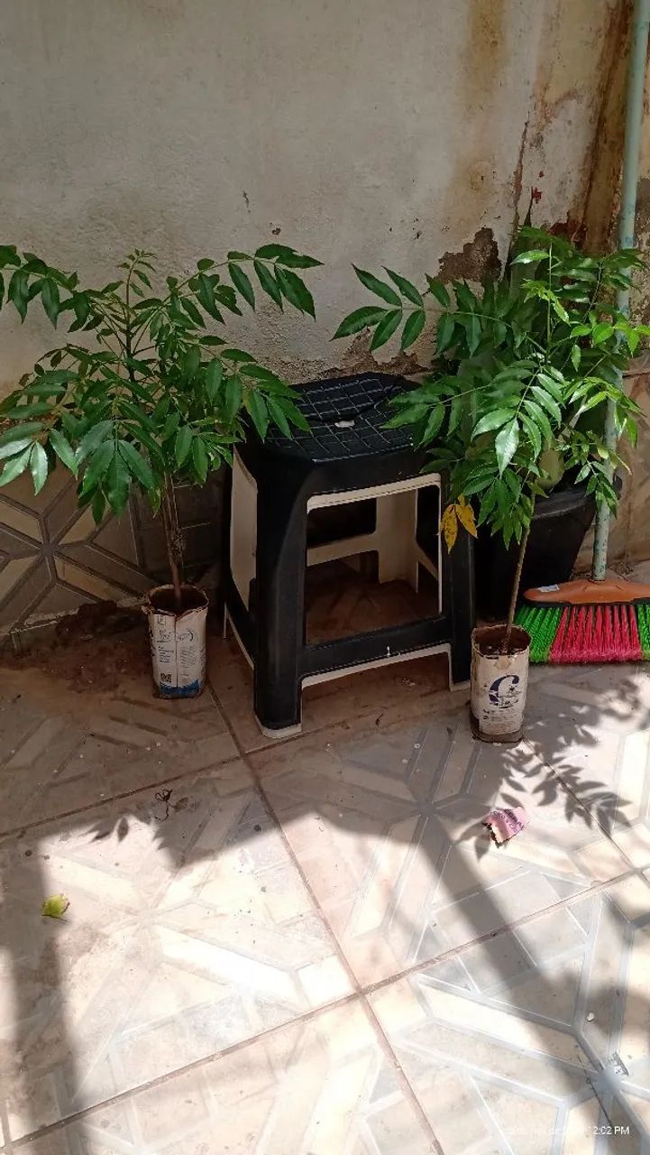 Vendo muda de cajá anão  - Foto 4